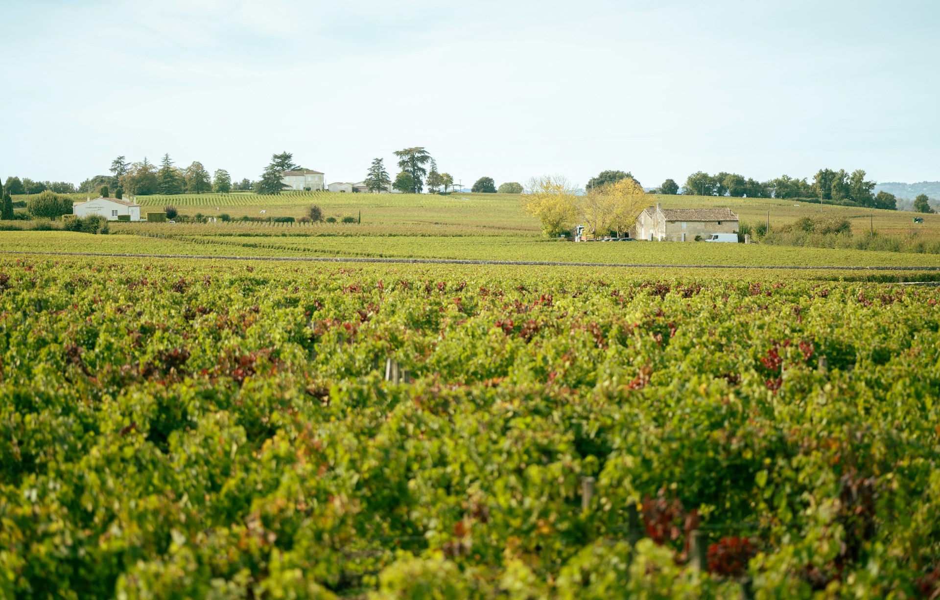 Viñedos Históricos en Burdeos